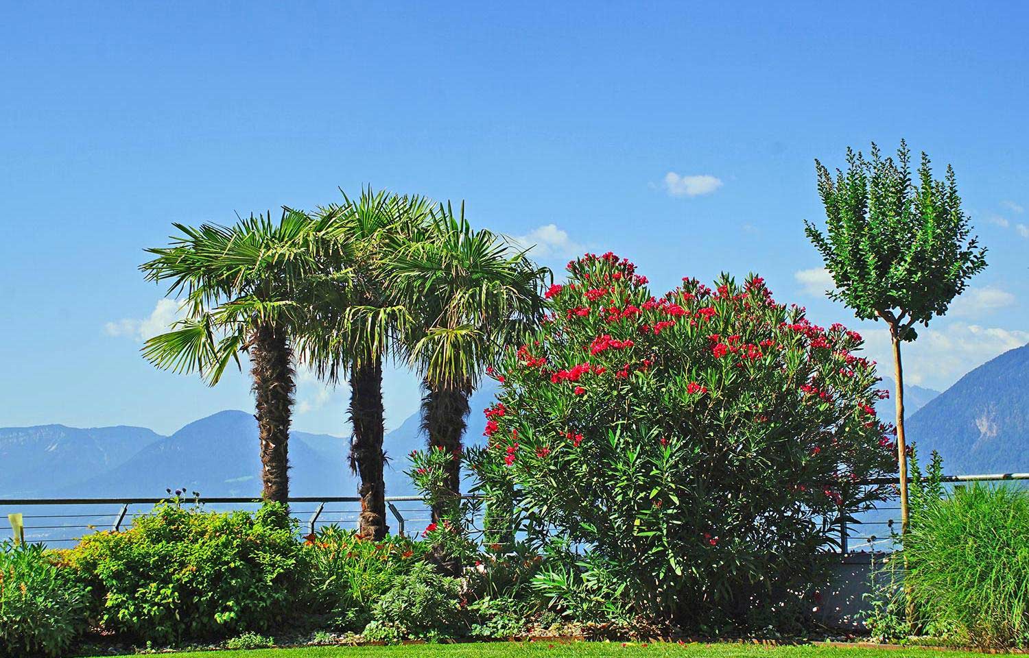 Kleefeld - mediterraner Palmengarten